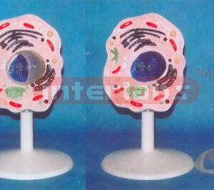 SIMPLE HUMAN CELL MODEL Manufacturers and Suppliers From Ambala India