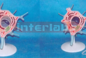 ADVANCED HUMAN CELL (MOTOR NEURON CELL) MODEL Manufacturers and Suppliers From Ambala India