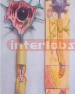 HUMAN ADVANCED COMPOSITIVE MOTOR NERVES SYSTEM WOODEN PLATE Manufacturers and Suppliers From Ambala India