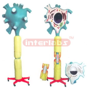 SUPER VERTICAL MOTOR NEURON MODEL W/PLASTIC STAND Manufacturers and Suppliers From Ambala India