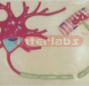 BIG HUMAN NERVOUS MODEL Manufacturers and Suppliers From Ambala India
