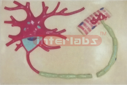 BIG HUMAN NERVOUS MODEL Manufacturers and Suppliers From Ambala India