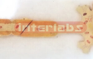 PRIMARY HUMAN NERVOUS MODEL Manufacturers and Suppliers From Ambala India