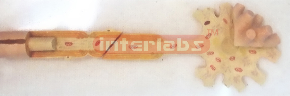 PRIMARY HUMAN NERVOUS MODEL Manufacturers and Suppliers From Ambala India