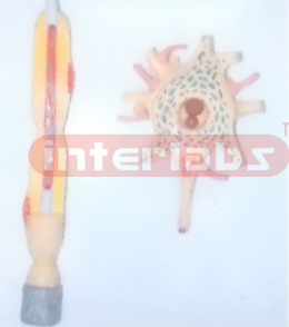 ADVANCED HUMAN NERVOUS MODEL Manufacturers and Suppliers From Ambala India