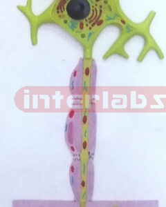HANGING MOTOR NEURON MODEL Manufacturers and Suppliers From Ambala India