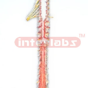 MIDBRAIN-MEDULLA OBLONGATA AND SPINAL CORD (POSTERIOR VIEW) Manufacturers and Suppliers From Ambala India