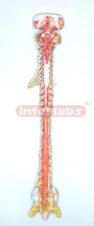 MIDBRAIN-MEDULLA OBLONGATA AND SPINAL CORD (POSTERIOR VIEW) Manufacturers and Suppliers From Ambala India