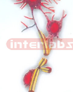 HANGING HUMAN NEURON COLLECTION  MODEL Manufacturers and Suppliers From Ambala India
