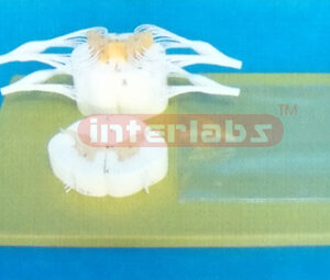 SPINE CORD SYSTEM MODEL