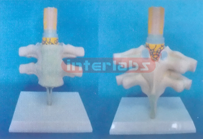 ANATOMICAL SPINE CORD MODEL Manufacturers and Suppliers From Ambala India