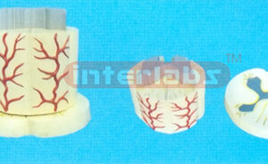 SPINE CORD SYSTEM MODEL Manufacturers and Suppliers From Ambala India