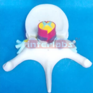 HUMAN CERVICAL VERTEBRAE MODEL WITH SPINAL CORO Manufacturers and Suppliers From Ambala India