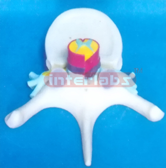HUMAN CERVICAL VERTEBRAE MODEL WITH SPINAL CORO Manufacturers and Suppliers From Ambala India