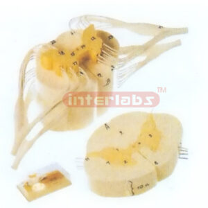 HUMAN SPINAL CORD WITH NERVE BRANCHES Manufacturers and Suppliers From Ambala India