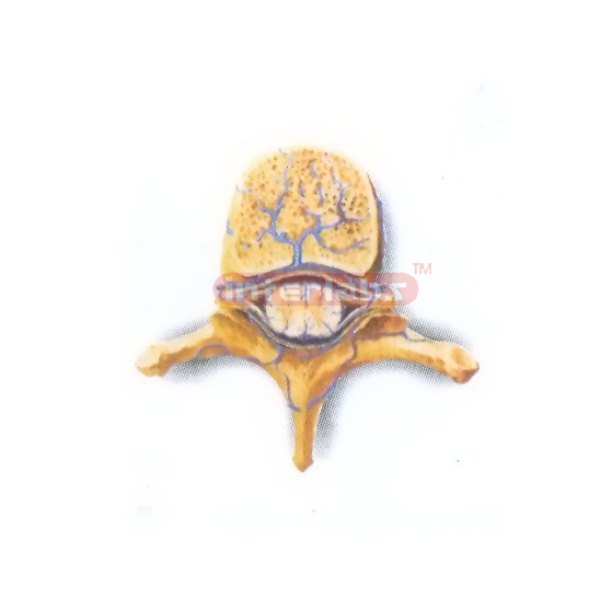 VEINS MODEL OF SPINAL CORD Manufacturers and Suppliers From Ambala India