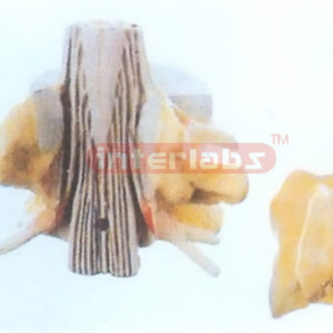 HUMAN LUMBAR VERTEBRAE MODEL WITH LUMBAR REGION SPINAL CORD Manufacturers and Suppliers From Ambala India