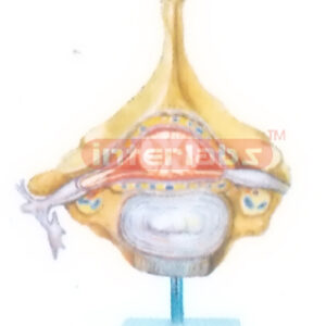 SPINAL CORD AND ROOTS OF SPINAL NERVE Manufacturers and Suppliers From Ambala India