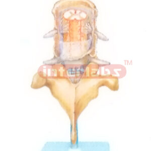 MENINGES MODELOF THE SPINAL CORD (POSTERIOR ASPECT) Manufacturers and Suppliers From Ambala India