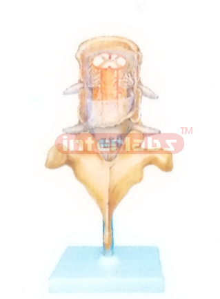 MENINGES MODELOF THE SPINAL CORD (POSTERIOR ASPECT) Manufacturers and Suppliers From Ambala India