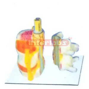 HUMAN SPINAL CORD AND NERVE MODEL Manufacturers and Suppliers From Ambala India