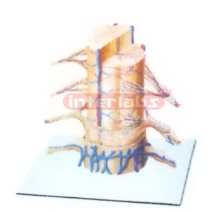 BLOOD VESSELS MODEL OF SPINAL CORD Manufacturers and Suppliers From Ambala India