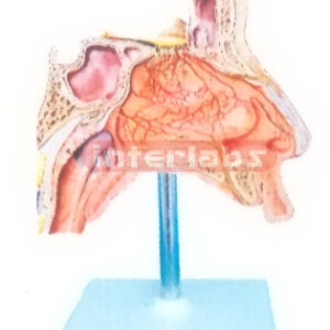 HUMAN NERVES MODEL IS THE NASAL CAVITY Manufacturers and Suppliers From Ambala India
