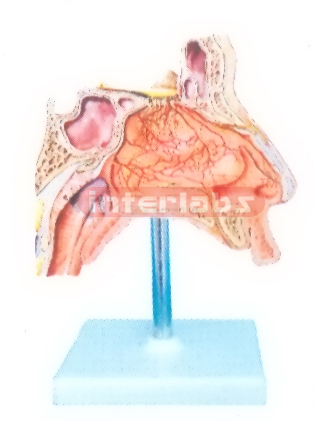 HUMAN NERVES MODEL IS THE NASAL CAVITY Manufacturers and Suppliers From Ambala India