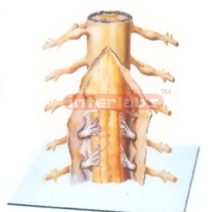 CAPSULES MODEL OF SPINAL CORD (POSTERIOR ASPECT) Manufacturers and Suppliers From Ambala India