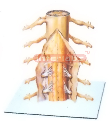 CAPSULES MODEL OF SPINAL CORD (POSTERIOR ASPECT) Manufacturers and Suppliers From Ambala India