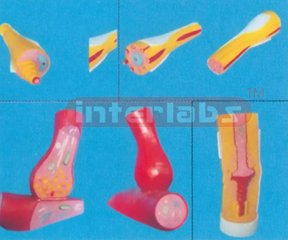 HUMAN MODEL SHOWING NEURON END AND STRUCTURE OF NERVE FIBRE Manufacturers and Suppliers From Ambala India