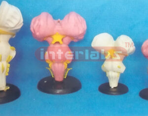 MIDDLE MAGNIFIED BRAIN STEM MODEL (2 PCS) Manufacturers and Suppliers From Ambala India