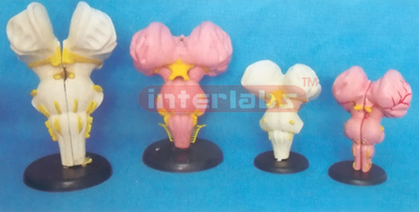 MIDDLE MAGNIFIED BRAIN STEM MODEL (2 PCS) Manufacturers and Suppliers From Ambala India