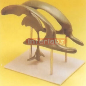 VENTRICLES Manufacturers and Suppliers From Ambala India