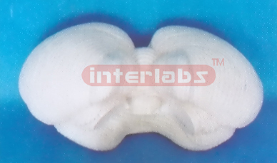 MAGNFIED CEREBELLUM MODELS (1 PCS) Manufacturers and Suppliers From Ambala India