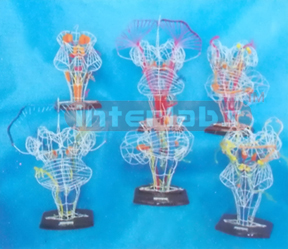 ENLARGED MODEL OF NUCLEI / CONDUCTION OF THE CRANIAL NERVES (6 PCS) Manufacturers and Suppliers From Ambala India