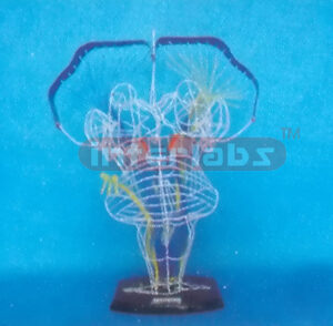 SHALLOW SENSATION AND DEEP SENSATION MODEL Manufacturers and Suppliers From Ambala India