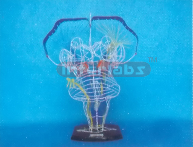 SHALLOW SENSATION AND DEEP SENSATION MODEL Manufacturers and Suppliers From Ambala India