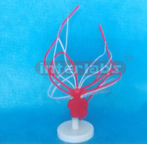 HUMAN MODEL SHOWING THE CHANGE OF THE MAIN ARTERY ON THE BASE Manufacturers and Suppliers From Ambala India