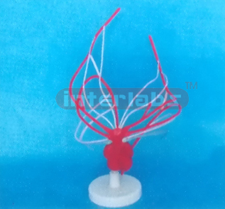 HUMAN MODEL SHOWING THE CHANGE OF THE MAIN ARTERY ON THE BASE Manufacturers and Suppliers From Ambala India