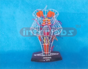 ENLARGED MODEL OF NUCLEI & NERVES OF CRANIAL Manufacturers and Suppliers From Ambala India