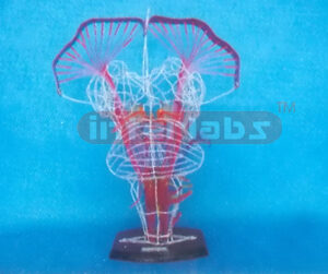 NERVE INNER SYSTEM OF BRAIN BRADAW Manufacturers and Suppliers From Ambala India