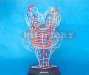NERVE OUTSIDE SYSTEM OF BRAIN BRADAW Manufacturers and Suppliers From Ambala India