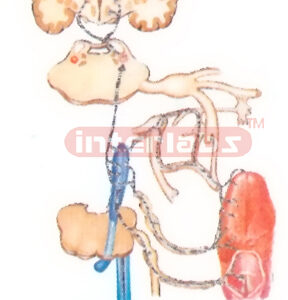 HUMAN GUSTATORY ORGANS AND LTS LNNERVATIO MODEL Manufacturers and Suppliers From Ambala India