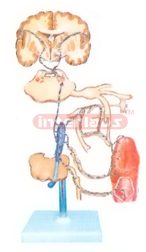 HUMAN GUSTATORY ORGANS AND LTS LNNERVATIO MODEL Manufacturers and Suppliers From Ambala India