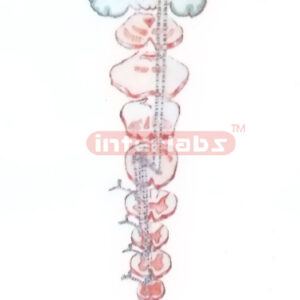 THE PROPRIOCEPTION AND REFINED TACTILE SENSATION PATHWAY  OF TRUNK AND LIMBS Manufacturers and Suppliers From Ambala India