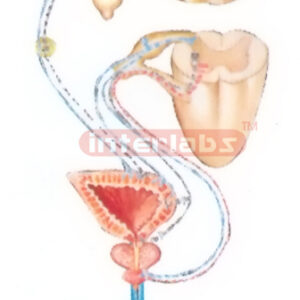 SCHEME TO SHOW INNERVATION MODEL OFTHE URINARY BLADDER Manufacturers and Suppliers From Ambala India