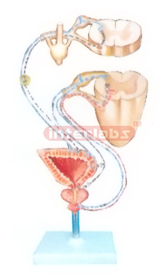 SCHEME TO SHOW INNERVATION MODEL OFTHE URINARY BLADDER Manufacturers and Suppliers From Ambala India