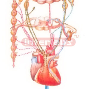 HUMAN SCHEME TO SHOW INNERVATION MODEL OF THE HEART AND REGULATION OF THE BLOOD PRESSURE Manufacturers and Suppliers From Ambala India