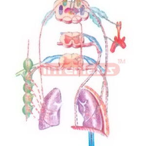 HUMAN SCHEME TO SHOW LNNERVATION MODELOFTHE BRONCHI AND LURGS AND CORTROL OF RESOLRATION Manufacturers and Suppliers From Ambala India